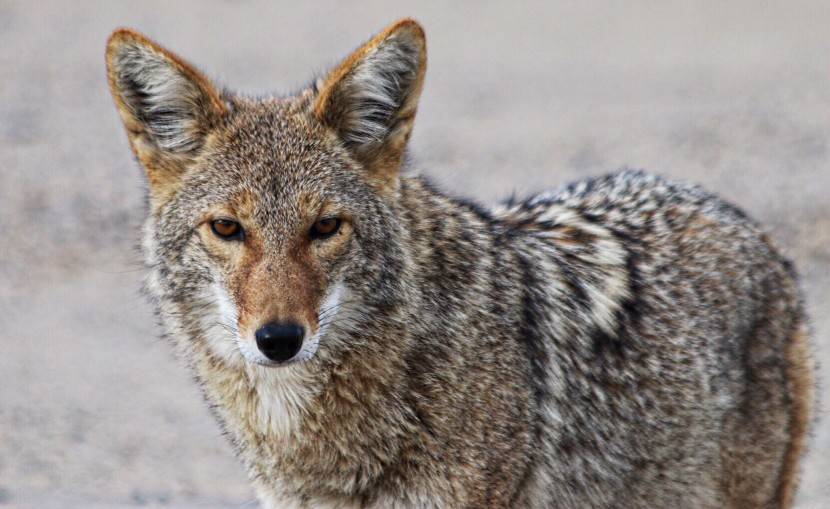 Coyotes In Kentucky