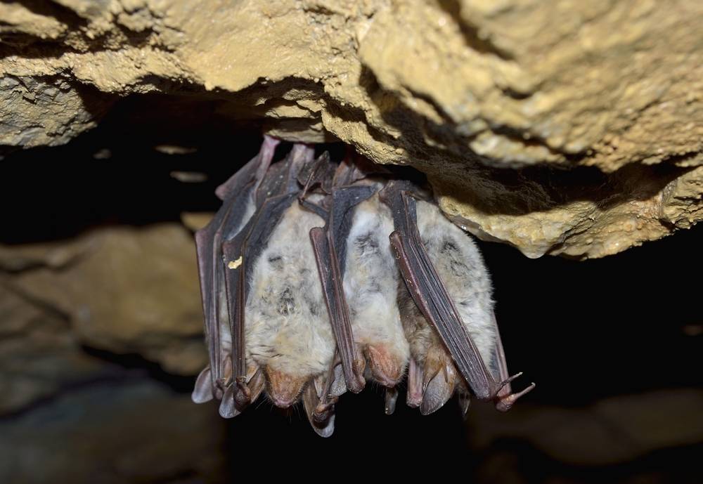 White Nose Syndrome Affecting Bats