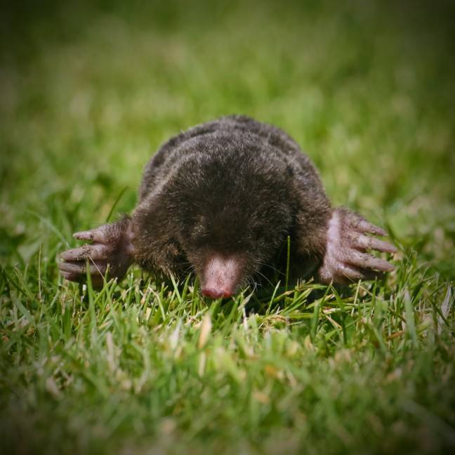 Managing Wildlife In Kentucky