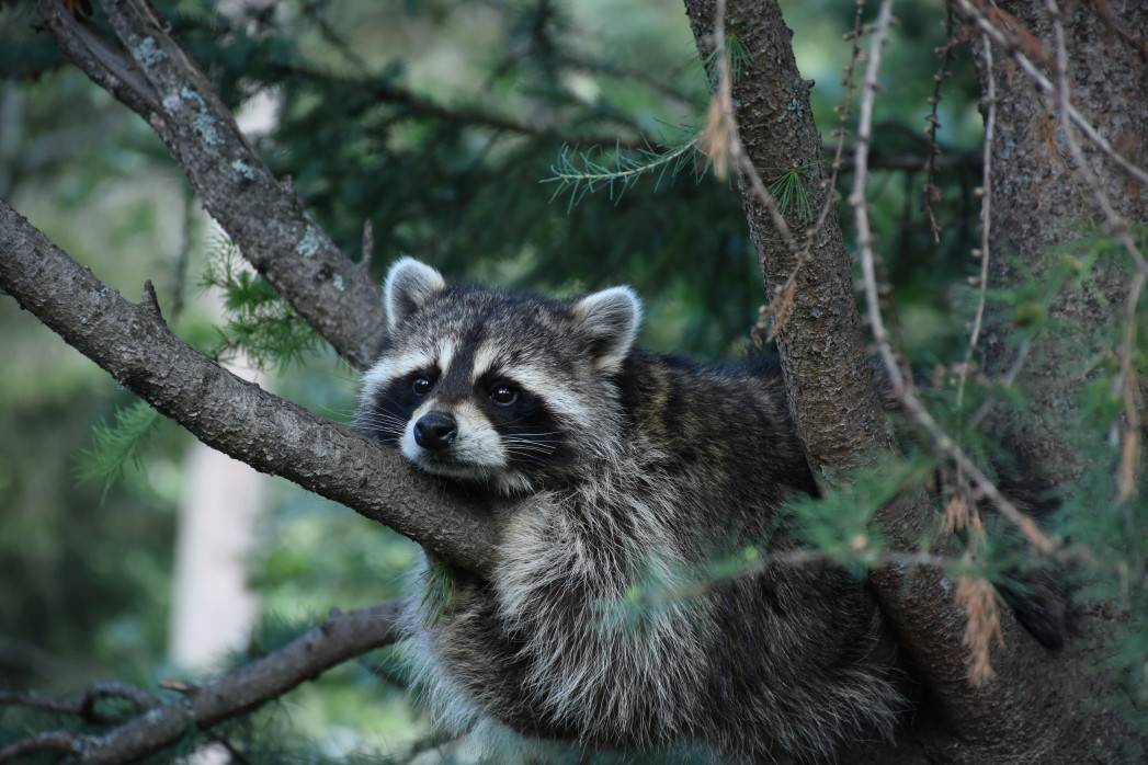 Rabies Present in Kentucky