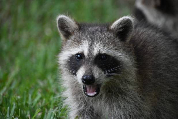 Raccoon Populations High in Kentucky