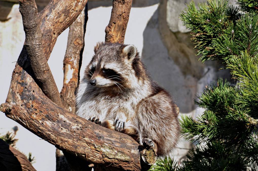 Kentucky City Says to Take Precautions with Wild Animals