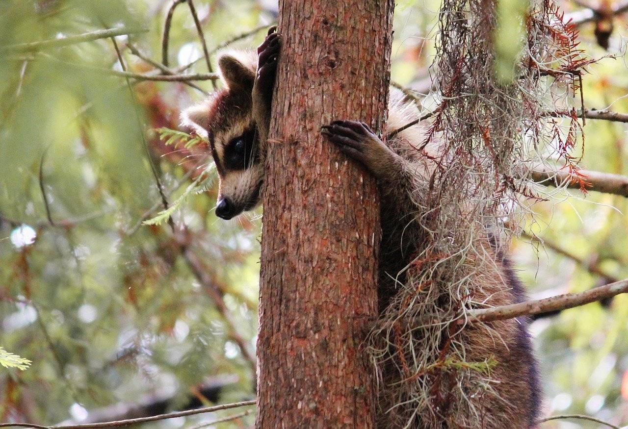 Helping Young Wildlife