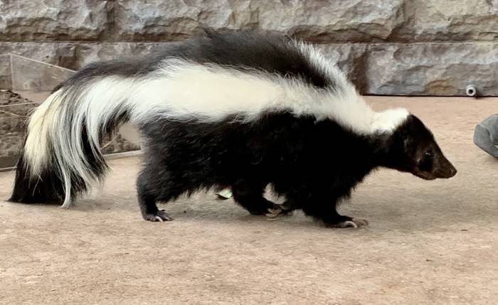 Skunk Mating Season Starts Early