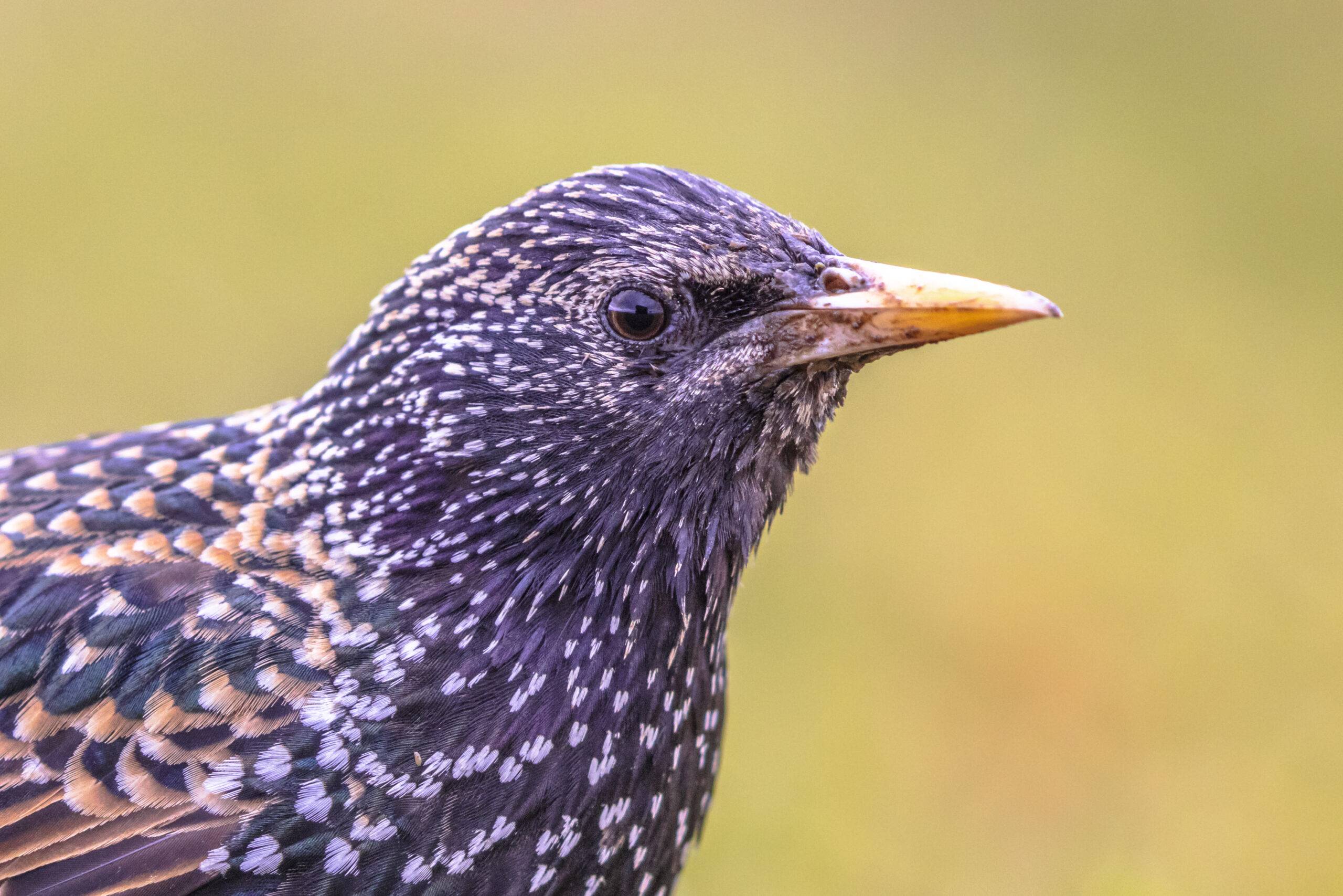 Common Bird Control Issues for Lexington Kentucky Business Owners