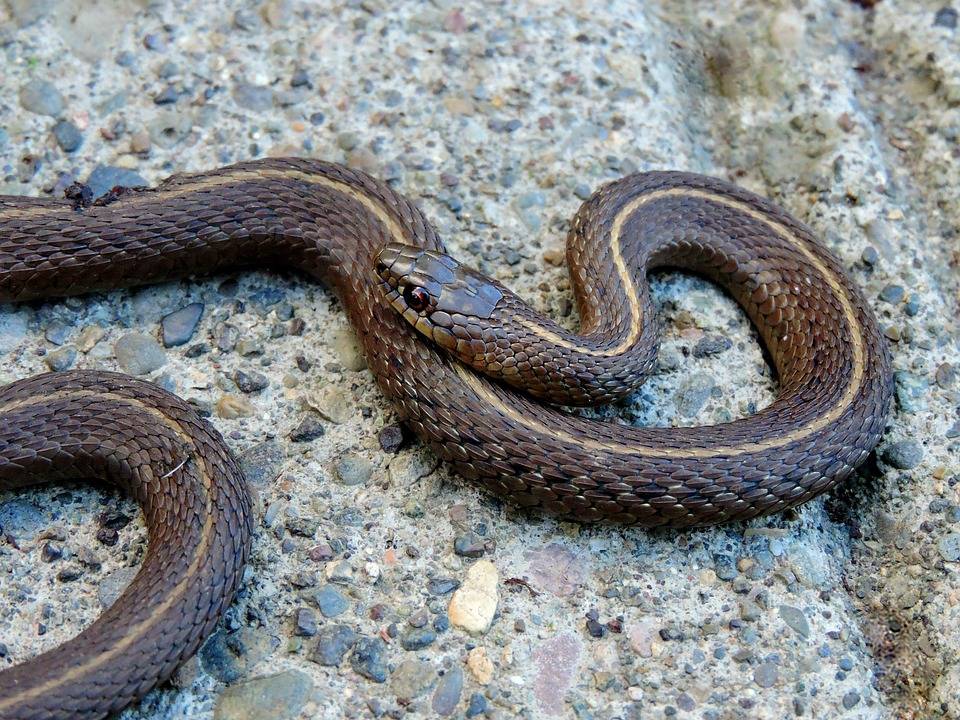 Snakebite First Aid for Lexington Kentucky Residents
