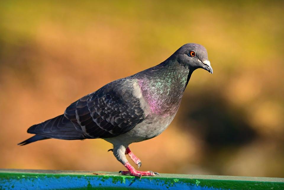 Lexington Kentuckyʼs Guide to Nuisance Bird Control: From Sparrows to Pigeons