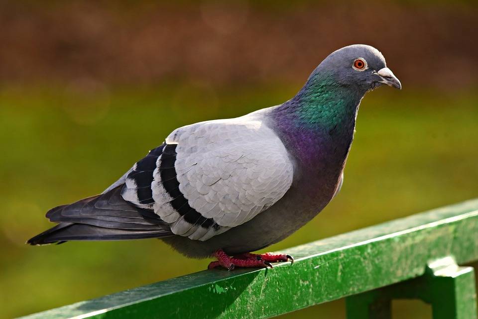 Lexington Kentuckyʼs Nuisance Bird Species and The Problems They Cause
