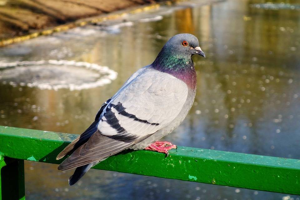 Nuisance Issues caused by Sparrows in Lexington Kentucky