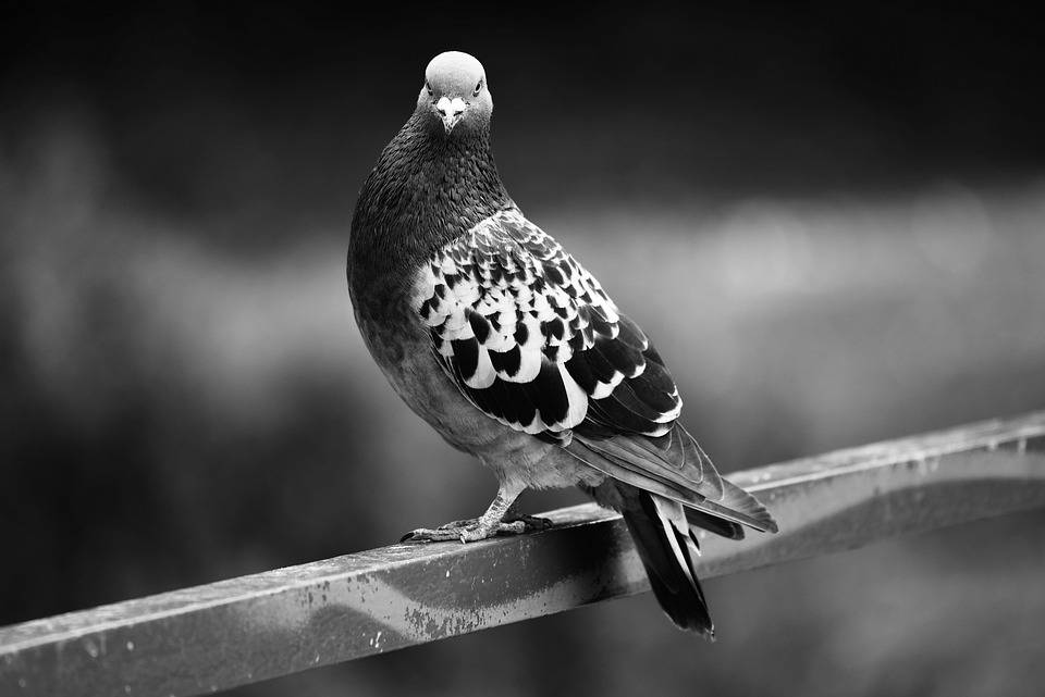 Nuisance Issues caused by Pigeons in Lexington Kentucky