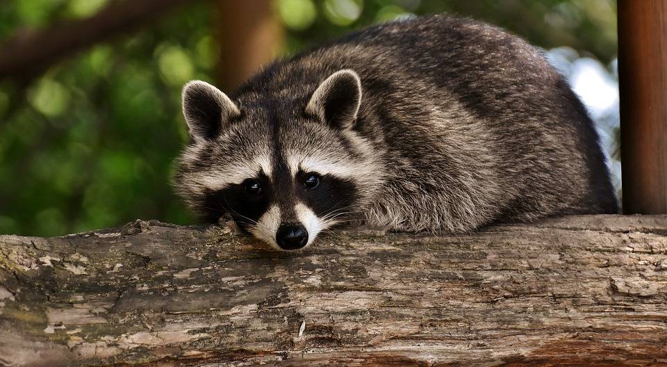 Raccoon Poop Identification in Lexington Kentucky