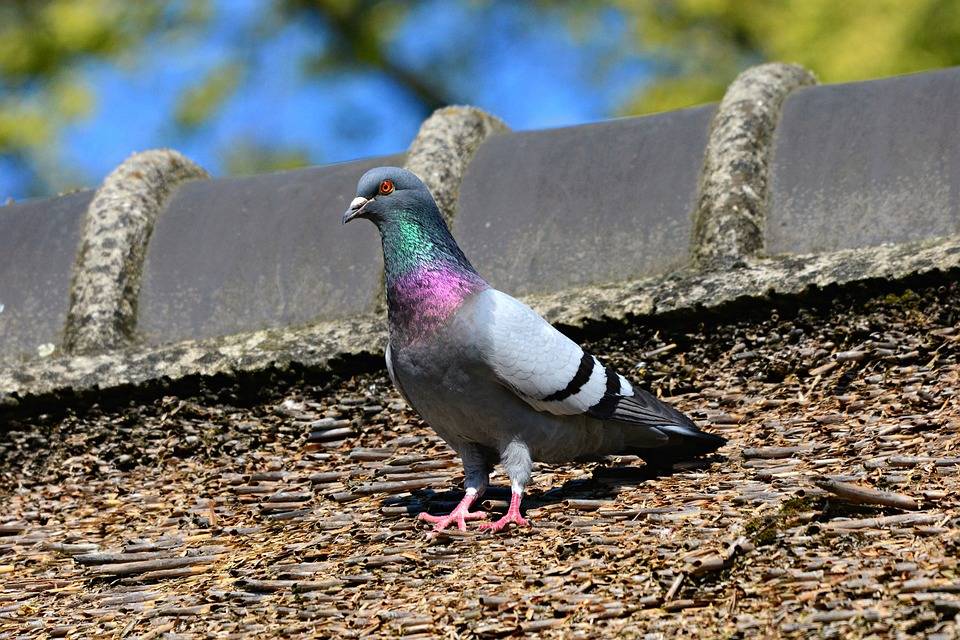 The Impact Of Bird Nesting Accumulation in Exhaust Vents of Lexington Kentucky Homes