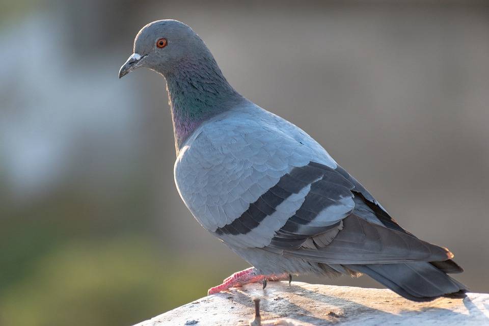 Diseases Carried by Birds in Lexington Kentucky