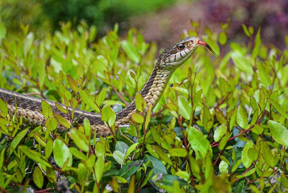 Common Places to Find Nuisance Snakes in Lexington Kentucky Homes