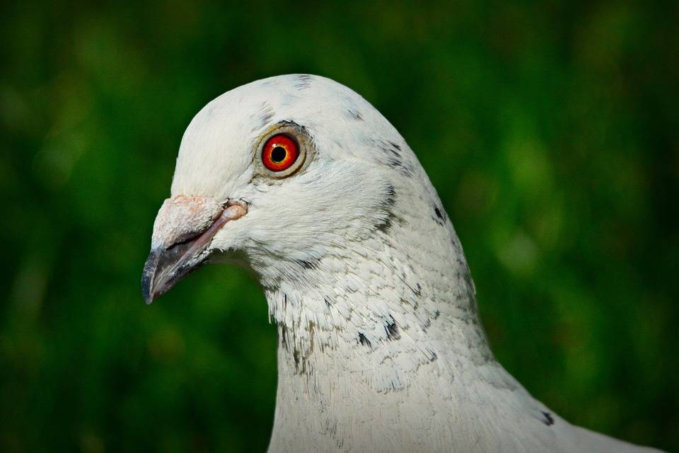 The Impact Of Bird Nesting Accumulation in the Attic’s of Lexington Kentucky Homes