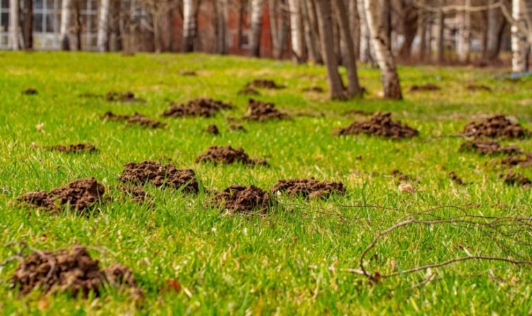 Lexington Mole Control | Expert Mole Trapping