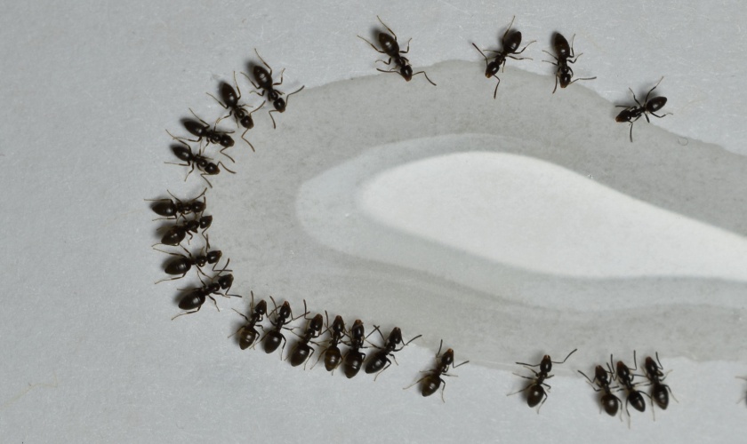 What Types of Ants Are Common in Lexington, KY?