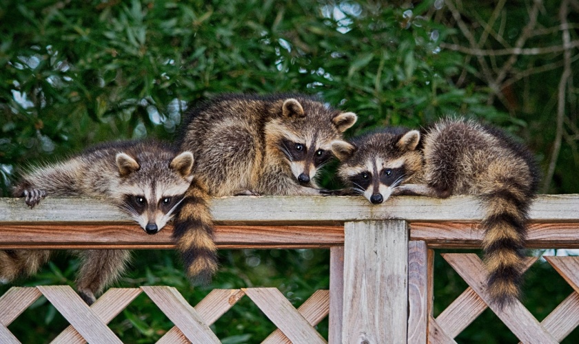 Protect Your Lexington Home from Raccoons