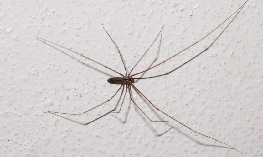 The Most Common Spiders in Lexington, KY: What You Need to Know