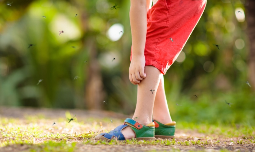 What Should I Do If I Have a Mosquito Problem?