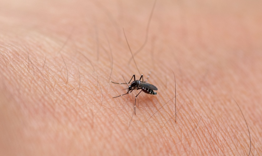 Are Mosquitoes a Common Problem in Lexington?