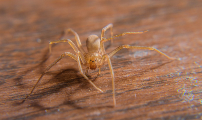 Spider Pest Control Lexington, KY