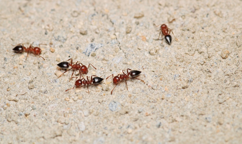 Ant Control Services Lexington, KY
