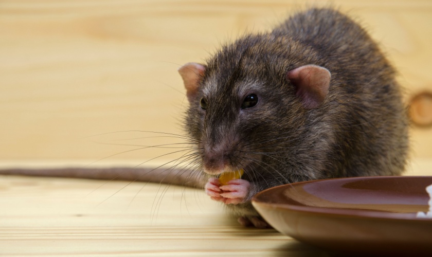 Are Rats and Mice a Common Problem in Lexington, KY?