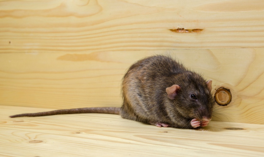Who’s the Best Exterminator for Rodent-Proofing Your Home in Lexington?