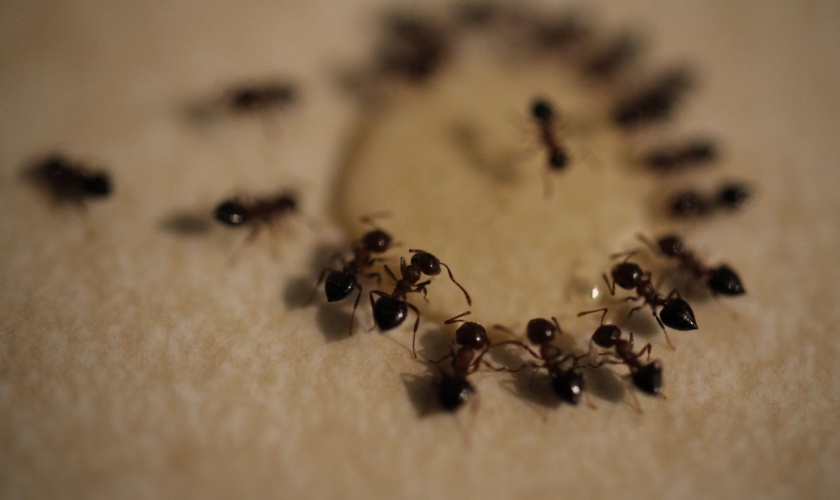 Who’s the Best Exterminator for Ant Infestations in Kitchens Around Lexington?