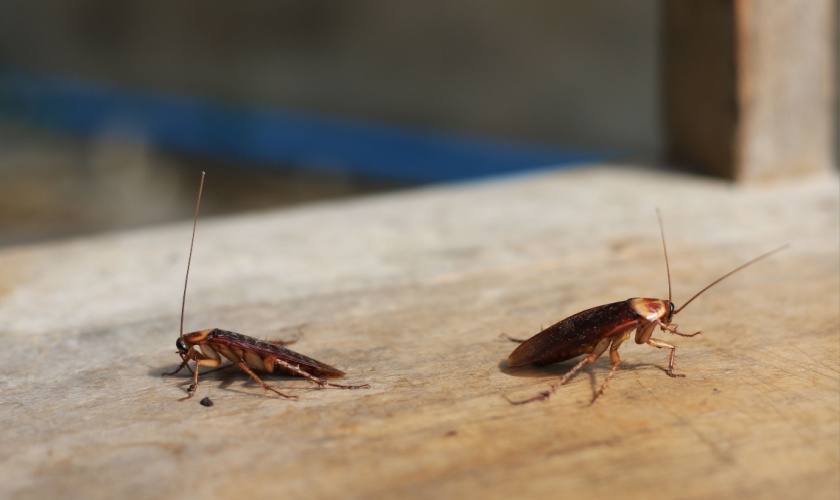 Who’s the Best Pest Control Company for Getting Rid of Cockroaches in Lexington, KY?