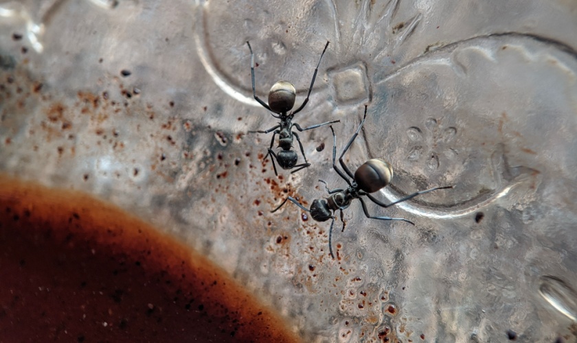 Top 8 Reasons to Choose X-iT Pest & Wildlife Solutions for Ant Control