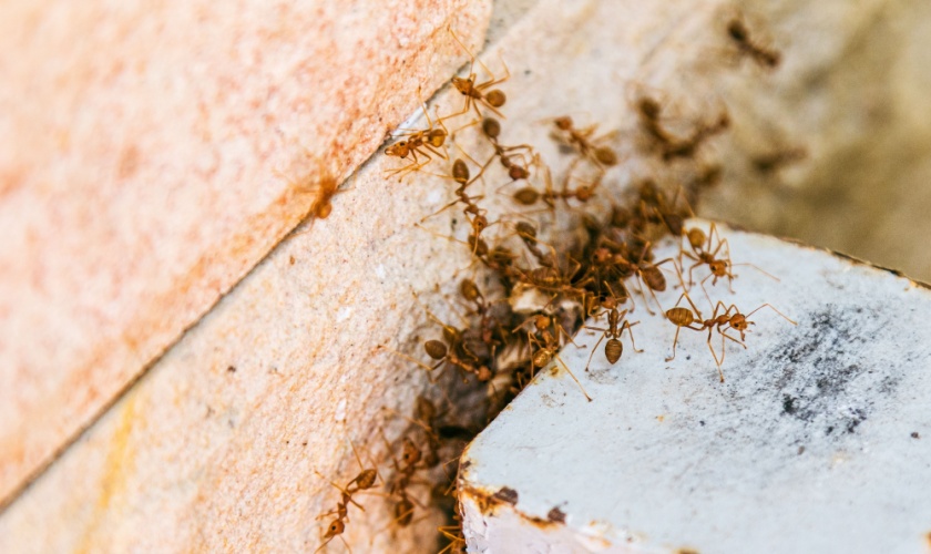 Who’s the Best Exterminator for Getting Rid of Ants in Lexington?