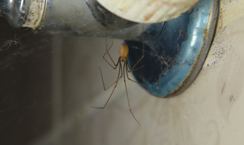 Top 9 Reasons to Choose X-iT Pest & Wildlife Solutions for Spider Control