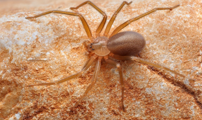 Who’s the Top Pest Control Company for Keeping Spiders Out Year-Round in Lexington?