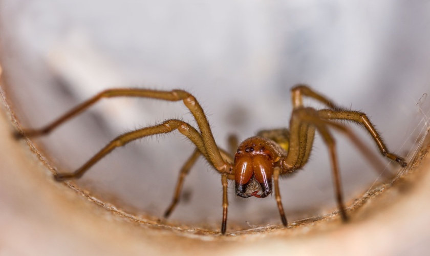 Who’s the Best Exterminator for Getting Rid of Spiders in Lexington?