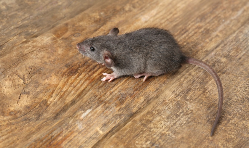 Who’s the Best Exterminator for Rodent-Proofing Your Home in Lexington?