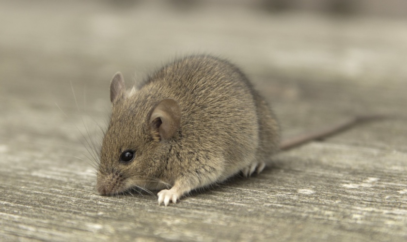 Top 5 Rodent Protection Tips for Lexington Homeowners