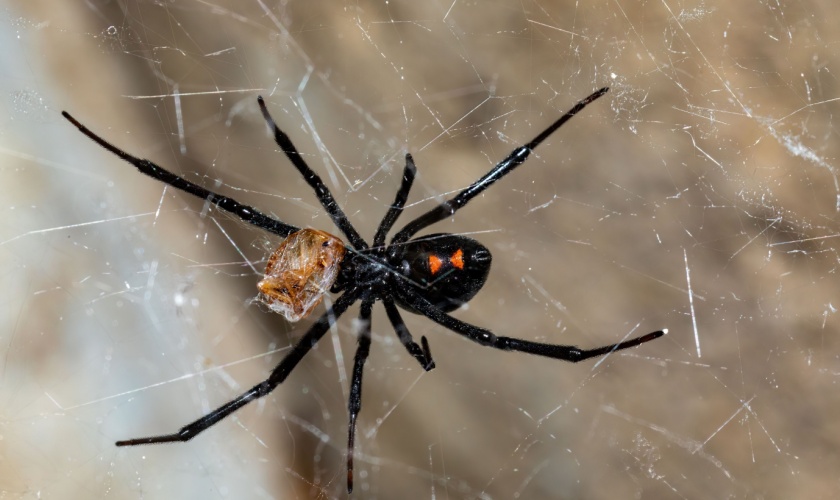 What Types of Spiders Are Most Common in Lexington, KY?
