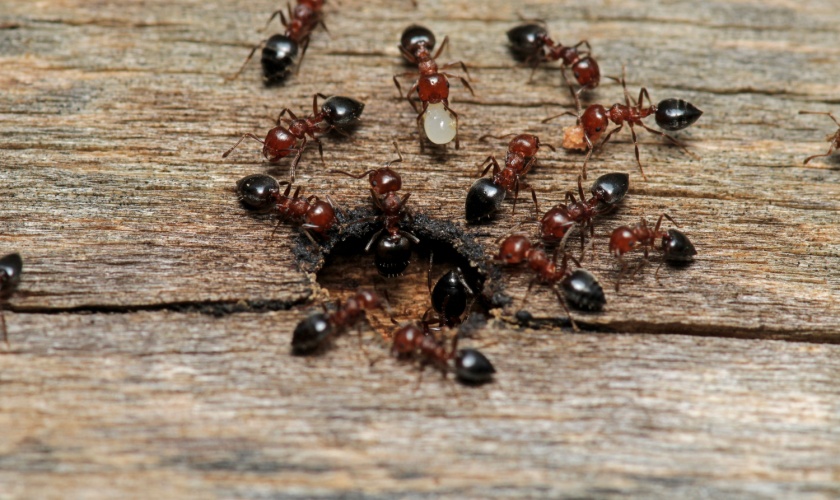What Types of Ants Are Most Common in Lexington, KY?