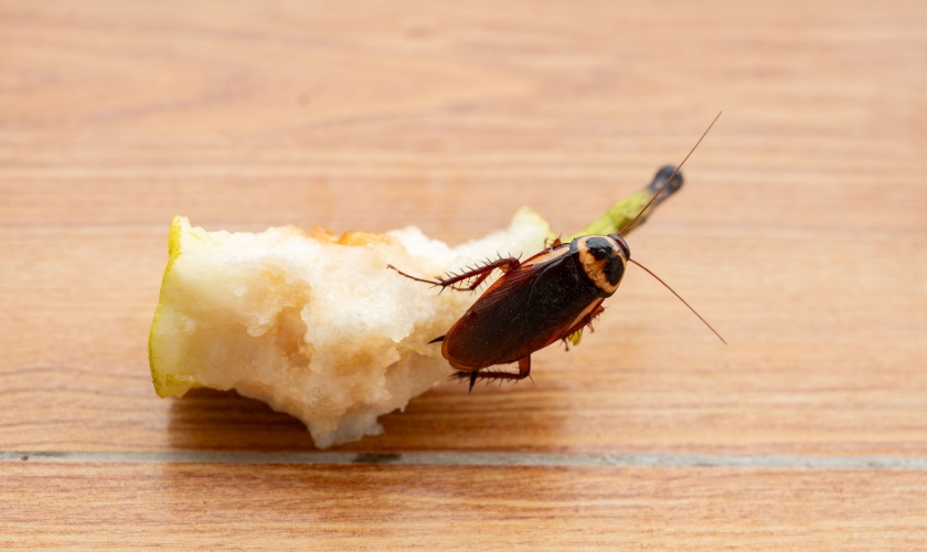 Do You Still Need Pest Control in Winter? A Lexington Homeowner’s Guide