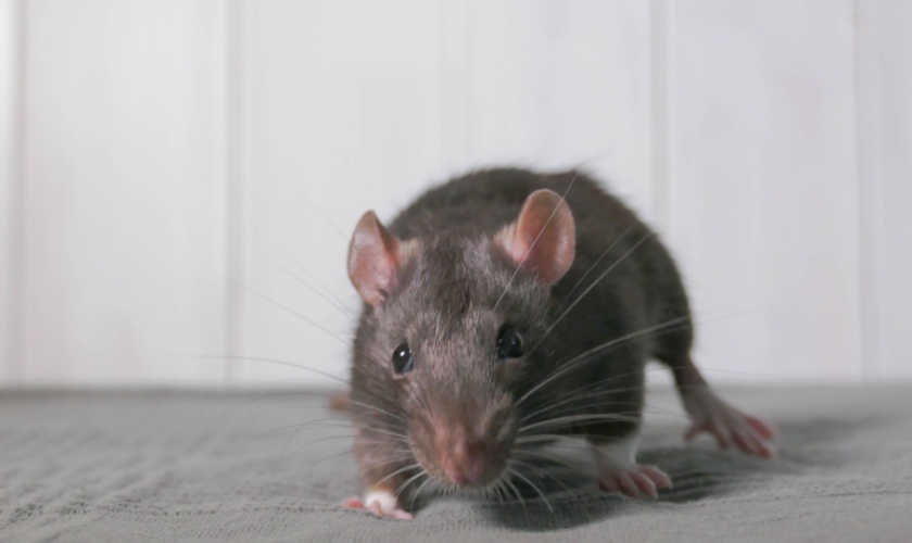 How Lexington, KY Winters Drive Mice, Rats, and Roaches Indoors