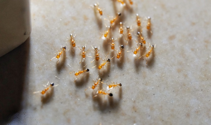 Why DIY Ant Sprays Often Fail in Kentucky Homes
