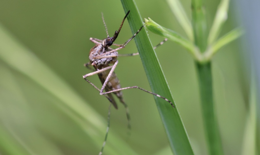 The Worst Mosquito Breeding Areas Around Kentucky Homes
