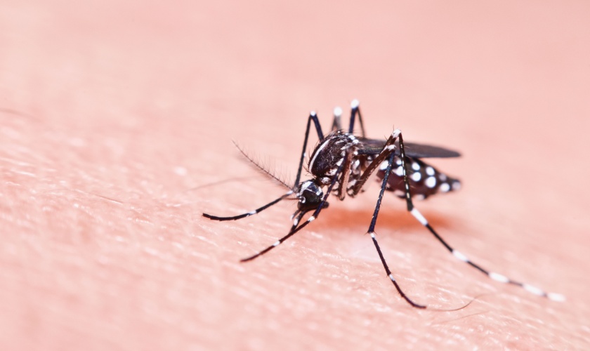 Why Lexington Families Are Investing More in Seasonal Mosquito Control