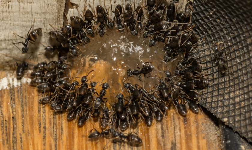 The Biggest Ant Hotspots Around Lexington Homes