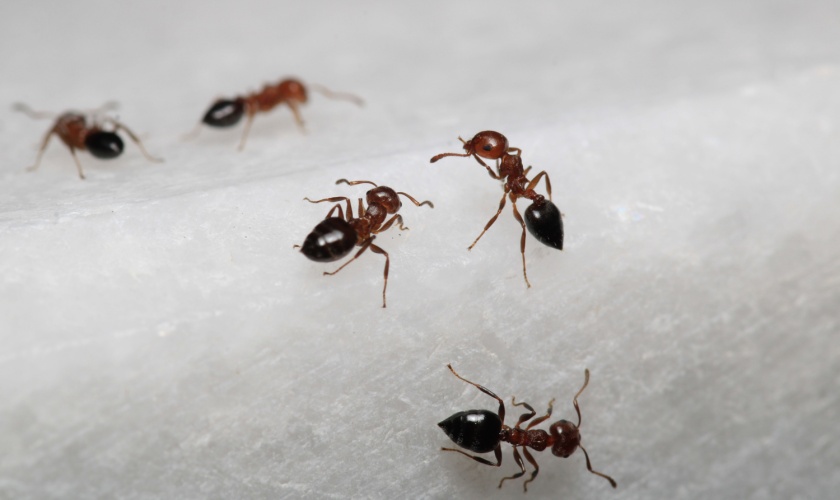The Most Common Ant Species Found Around Lexington Properties