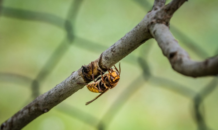 How Lexington Weather Impacts Wasp and Hornet Activity