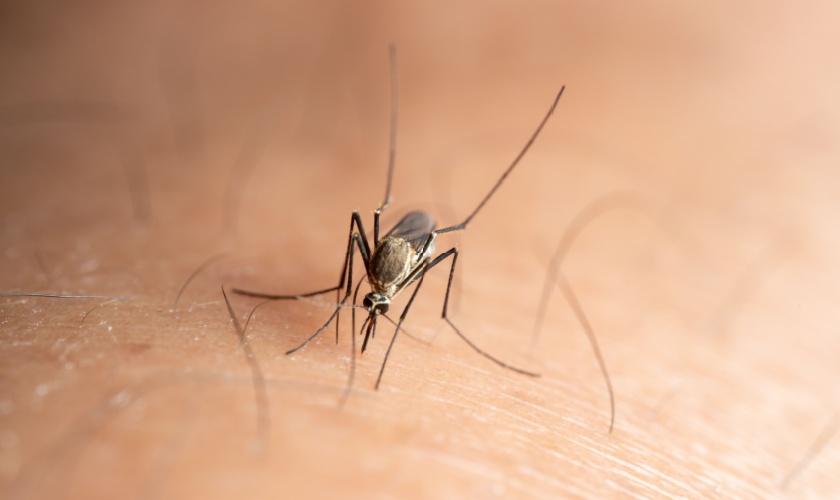How Kentucky Humidity Creates Perfect Conditions for Mosquitoes