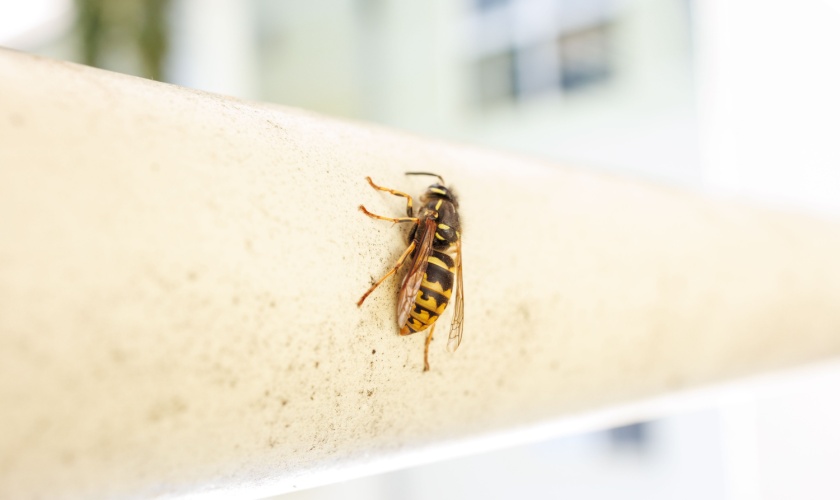 The Most Common Stinging Insects Found Around Kentucky Homes